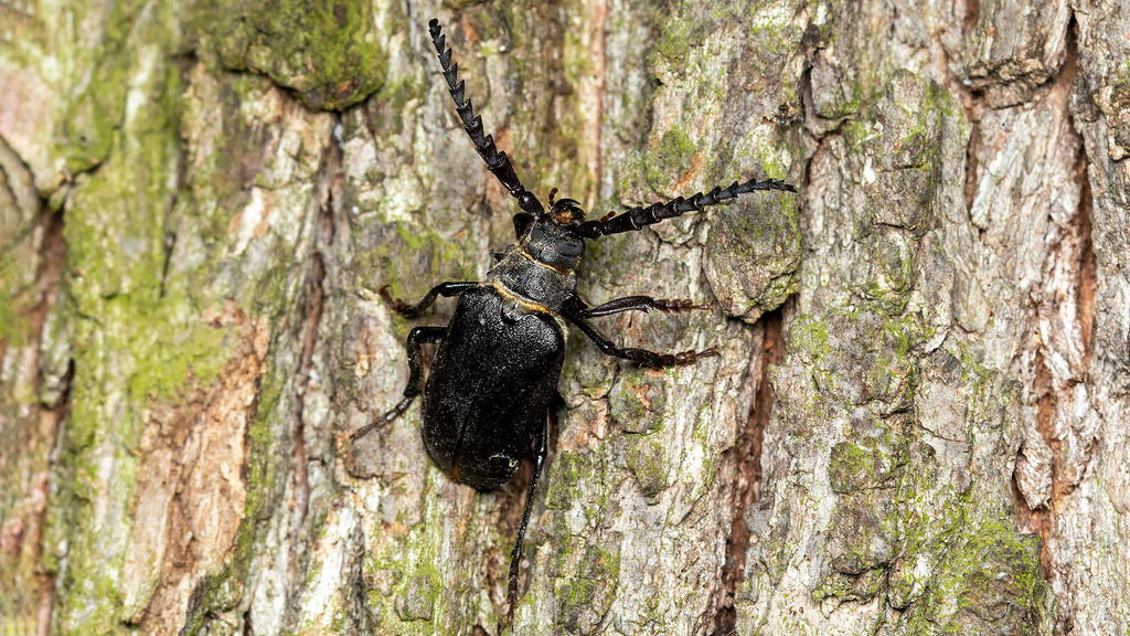 Prionus coriarius