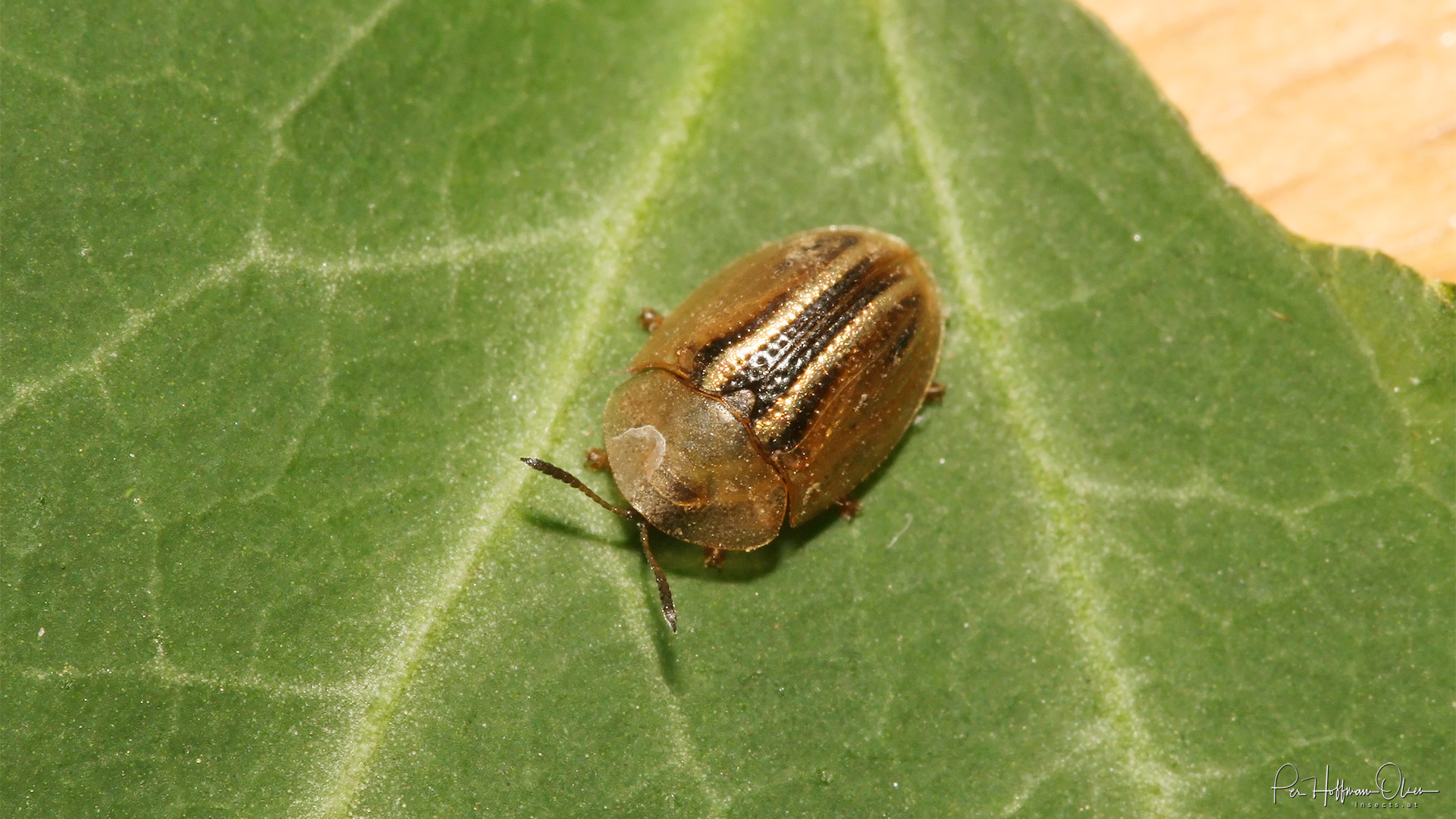 Cassida nobilis