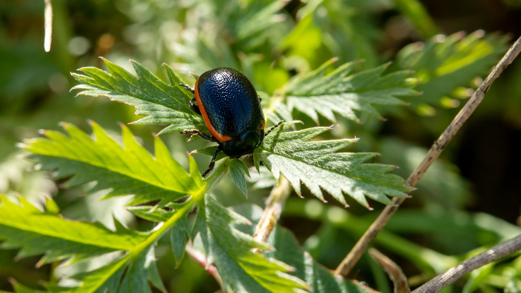 Chrysolina sanguinolenta