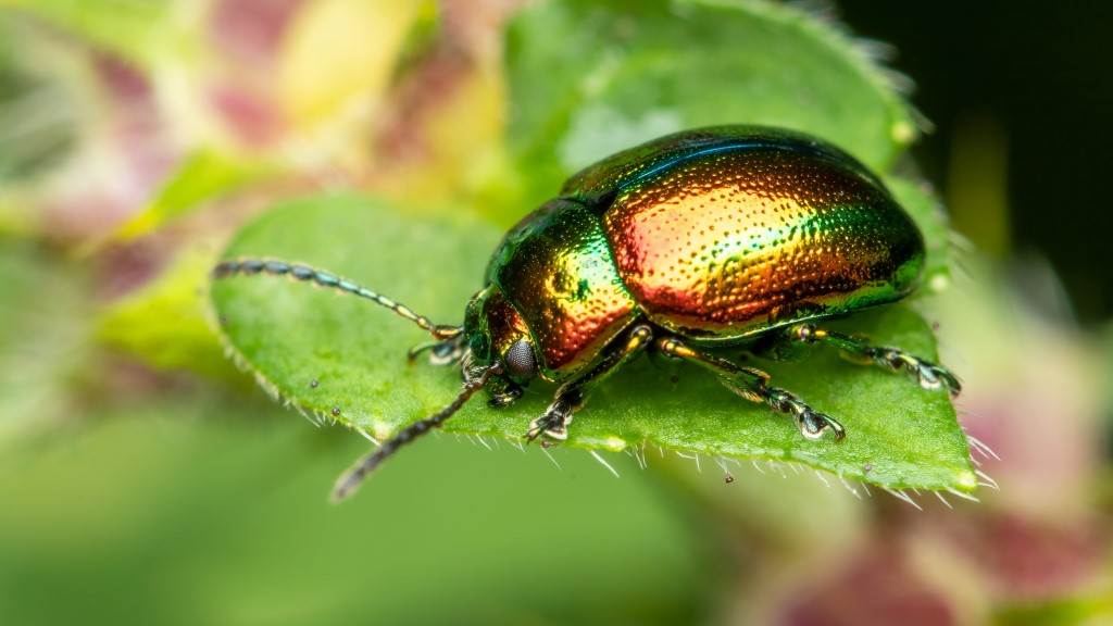 Chrysolina fastuosa