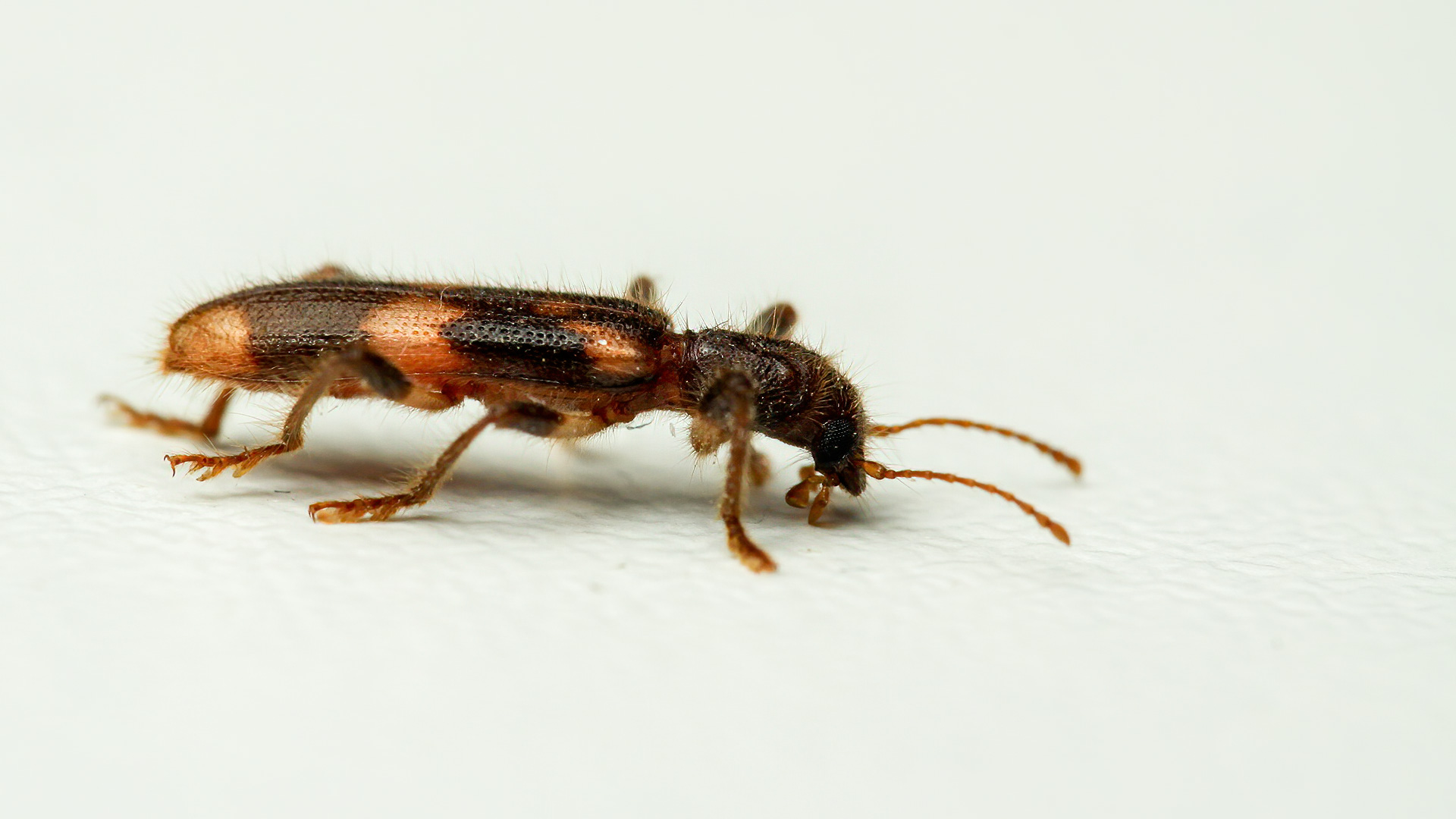 Opilo mollis