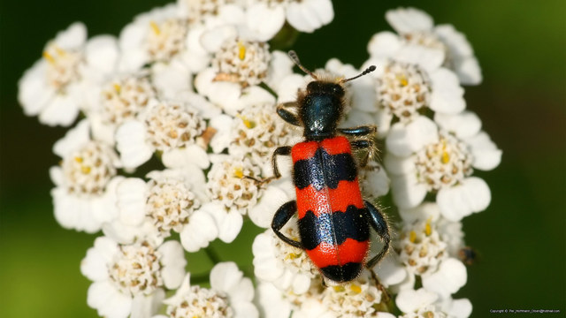 Trichodes apiarius