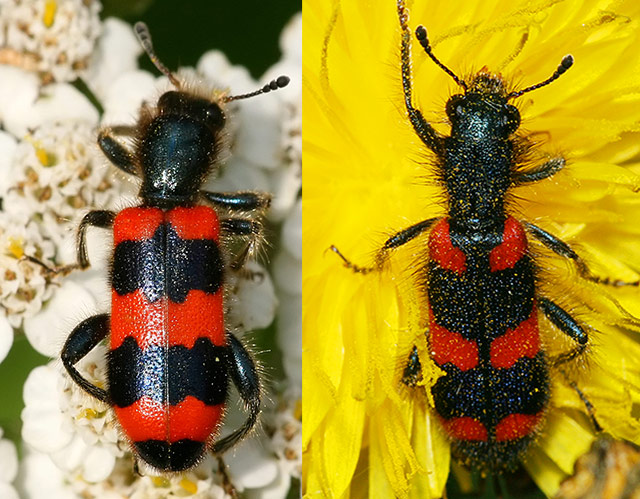 Trichodes_apiarius_A_0709ID.jpg