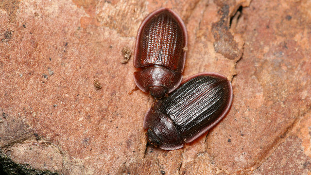 Ostoma ferruginea