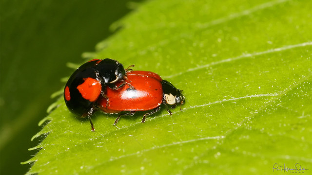 Adalia bipunctata