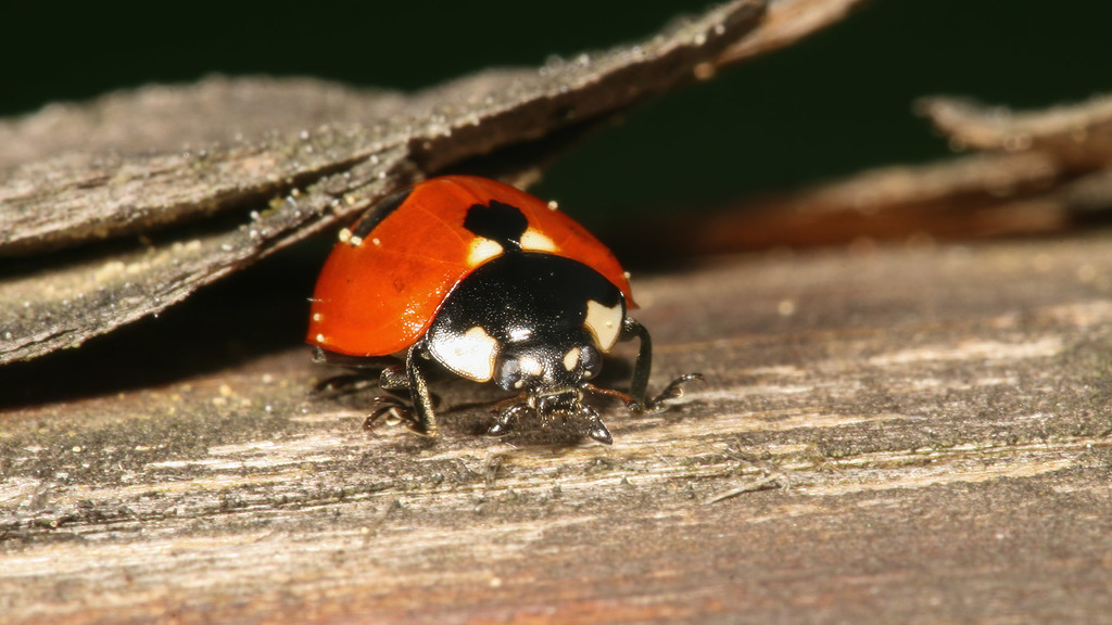 Coccinella quinquepunctata