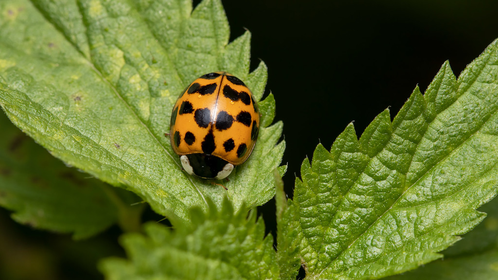 Harmonia axyridis