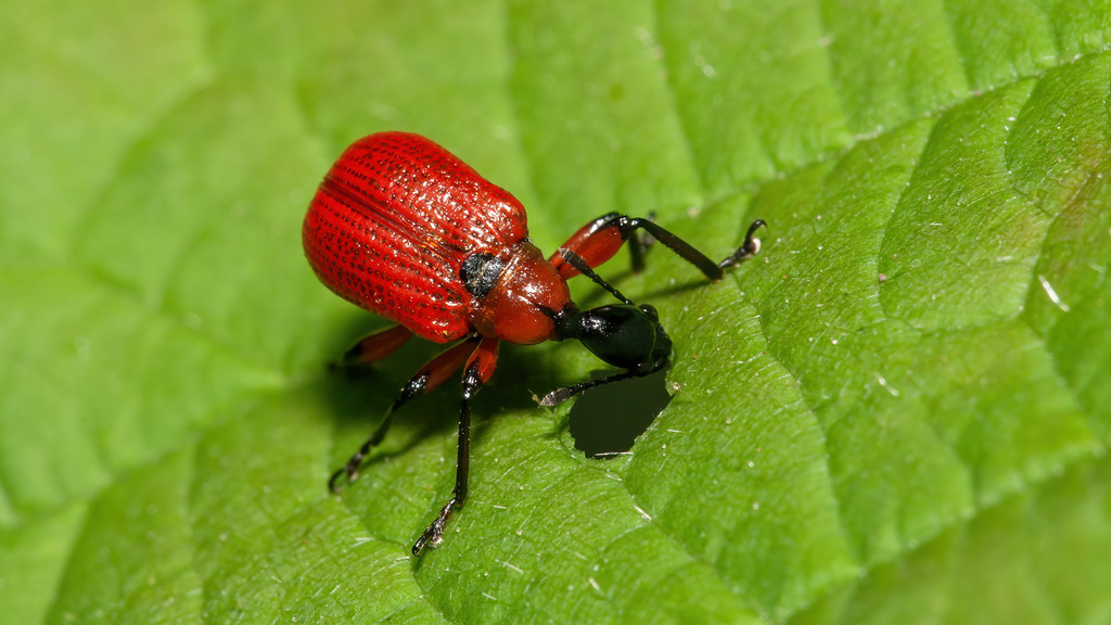 Apoderus coryli