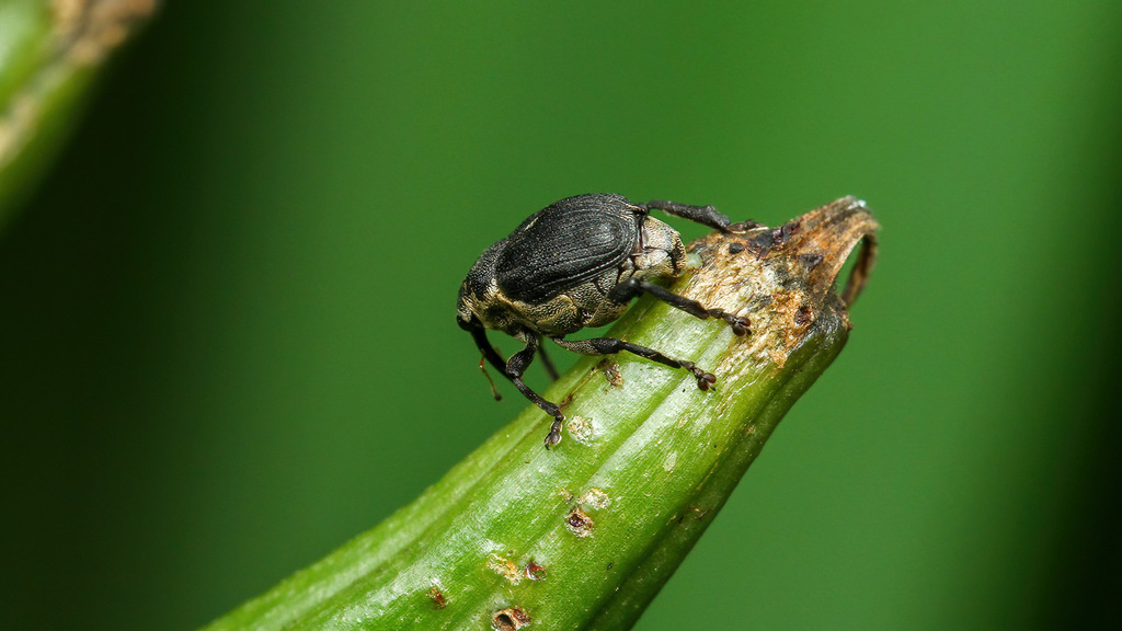 Mononychus punctumalbum