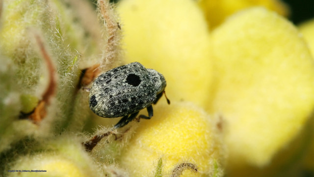 Cionus hortulanus