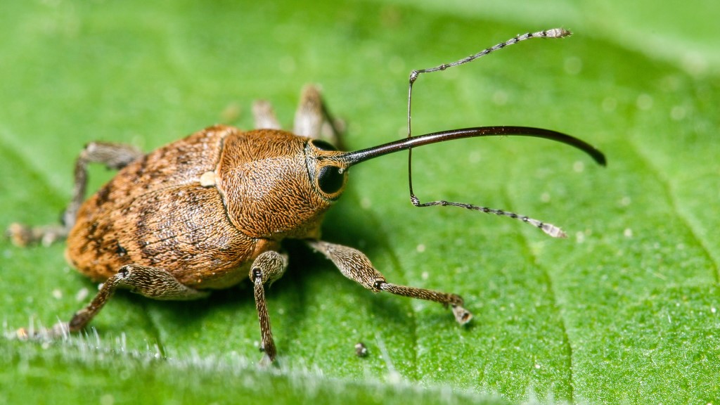 Curculio glandium