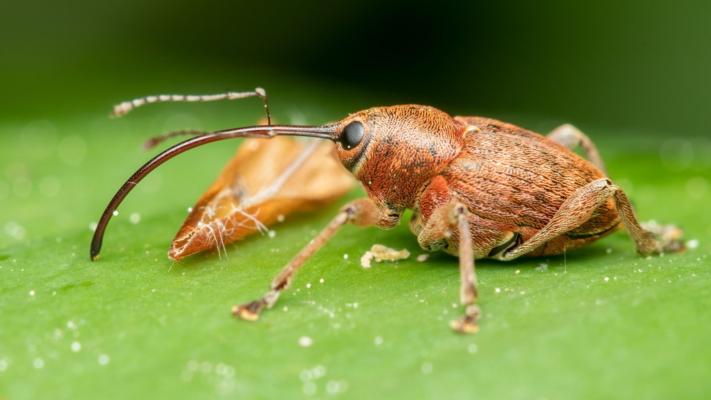 Curculio glandium 