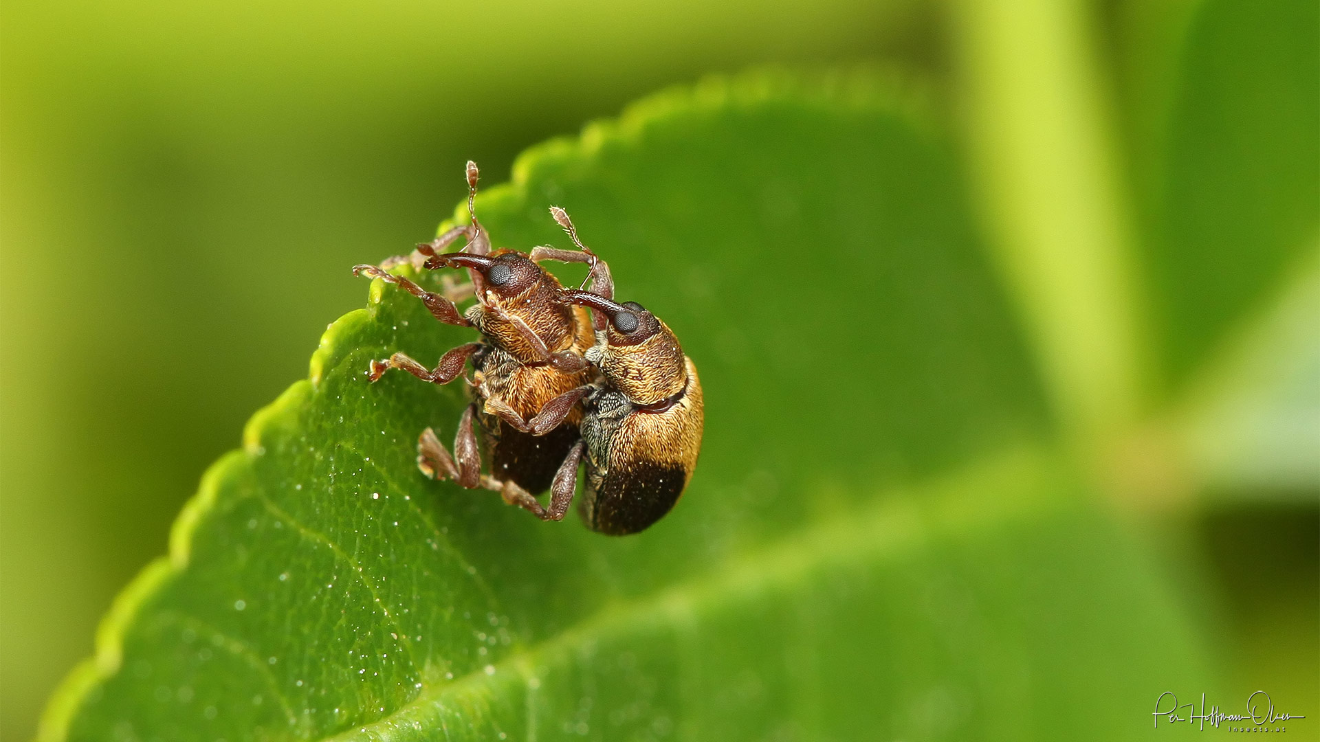 Lignyodes enucleator