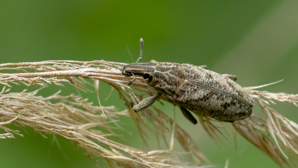 Beetle with long snout, elongated body form. Colors are orange and brown. Snout is black. Legs are gray orange.