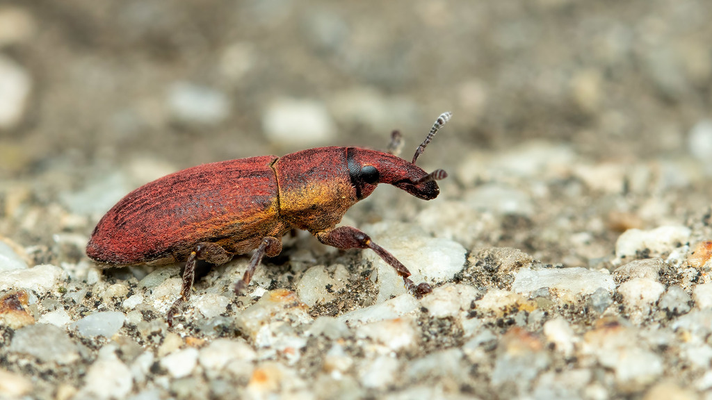 Lixus angustus