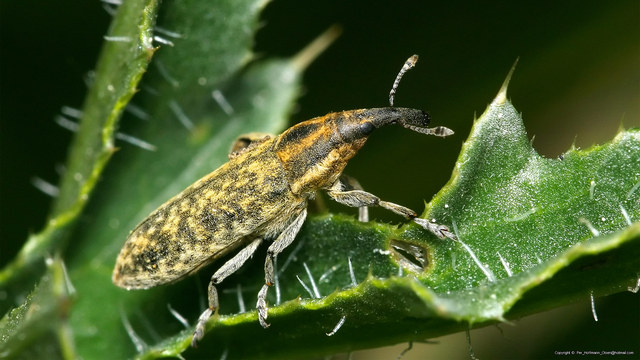 Beetle with long snout, elongated body form. Colors are orange and brown. Snout is black. Legs are gray orange.