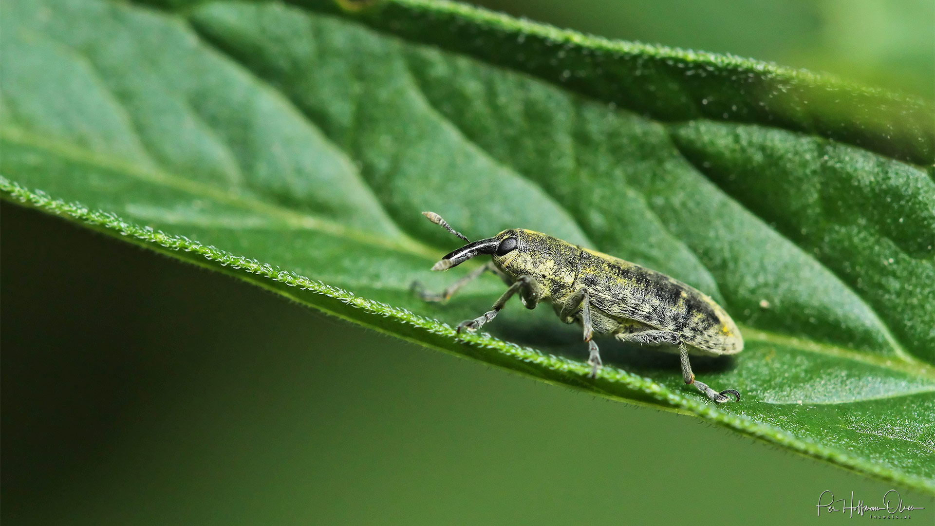 Lixus (Eulixus) subtilis Lixus (Eulixus) subtilis
