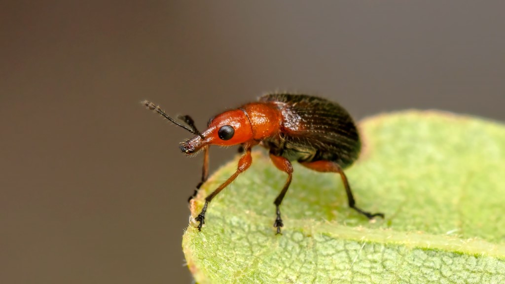 Attelabidae Lasiorhynchites praeustus