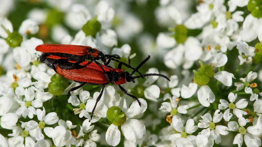 Lygistopterus sanguineus