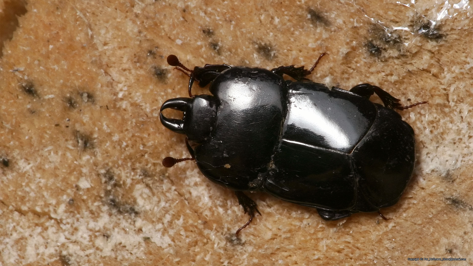 Hololepta plana