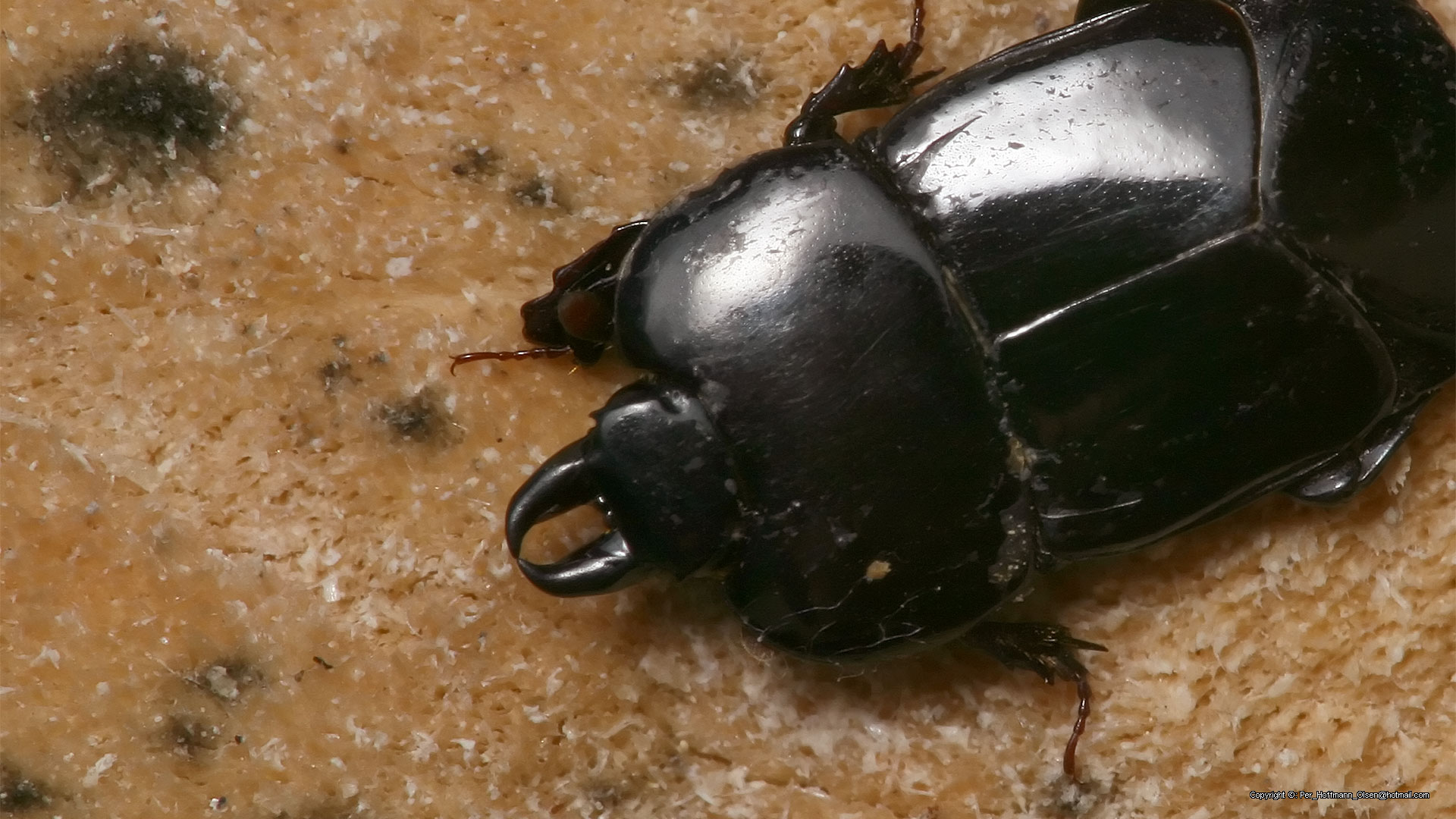 Hololepta plana
