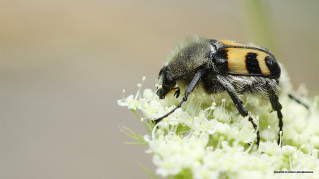 Trichius fasciatus