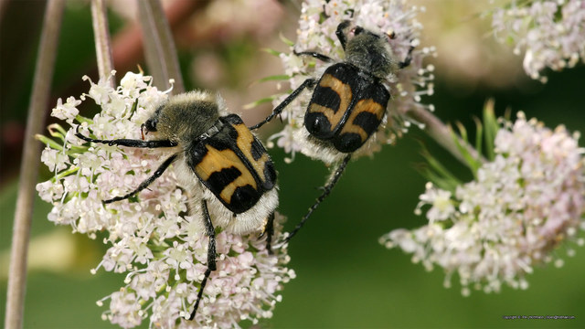 Trichius fasciatus 