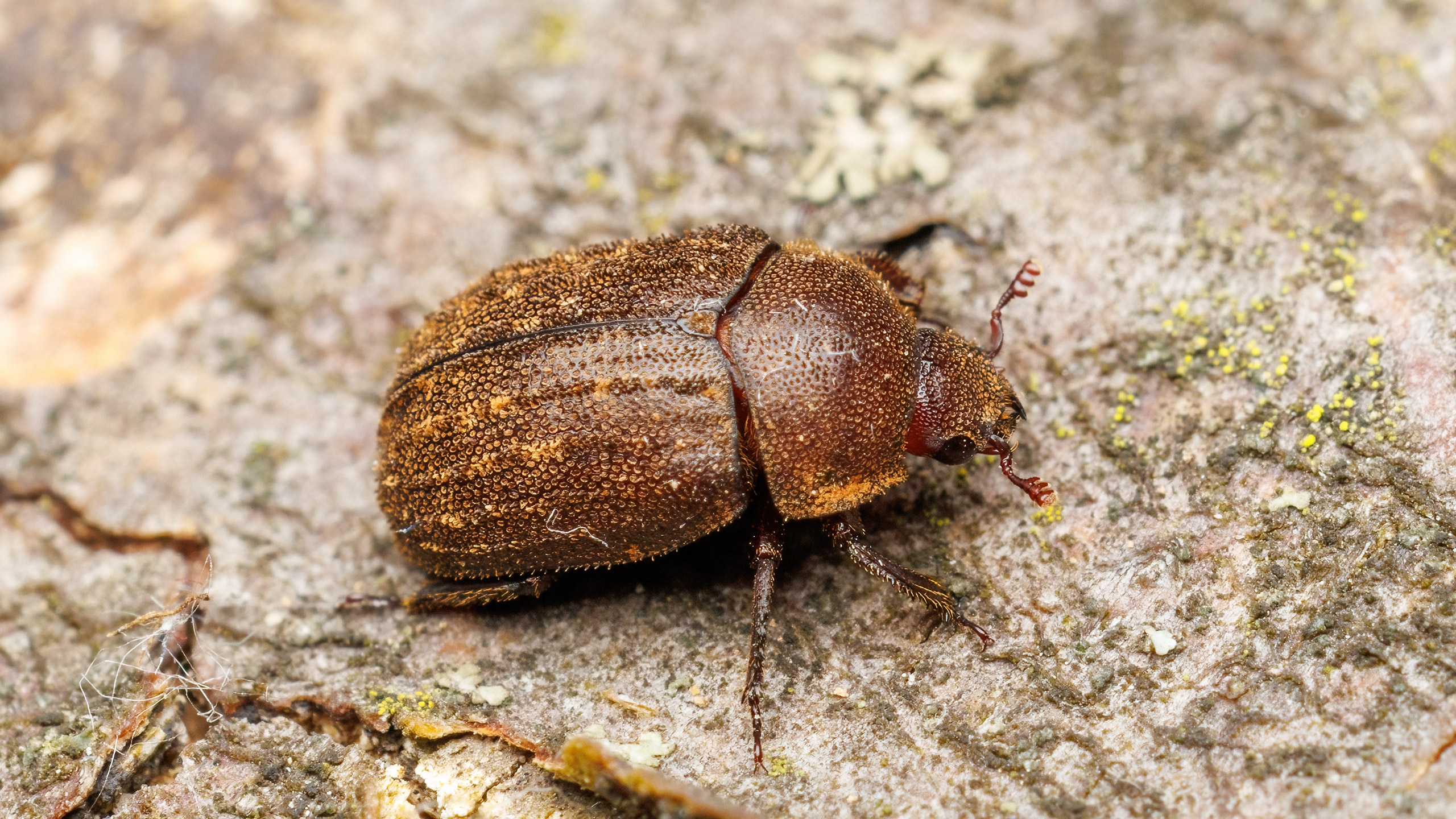 Lucanidae Aesalus scarabaeoides