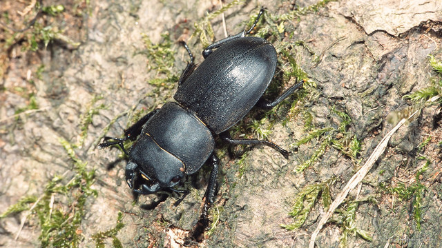 Dorcus parallelipipedus 