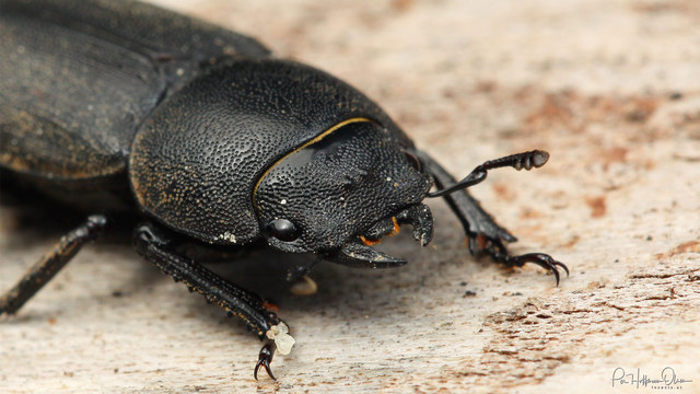 Dorcus parallelipipedus