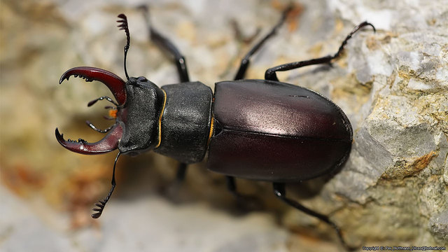 Lucanus cervus