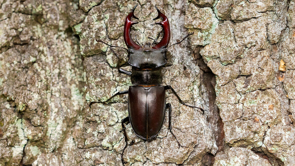 Lucanus cervus - Insects.at