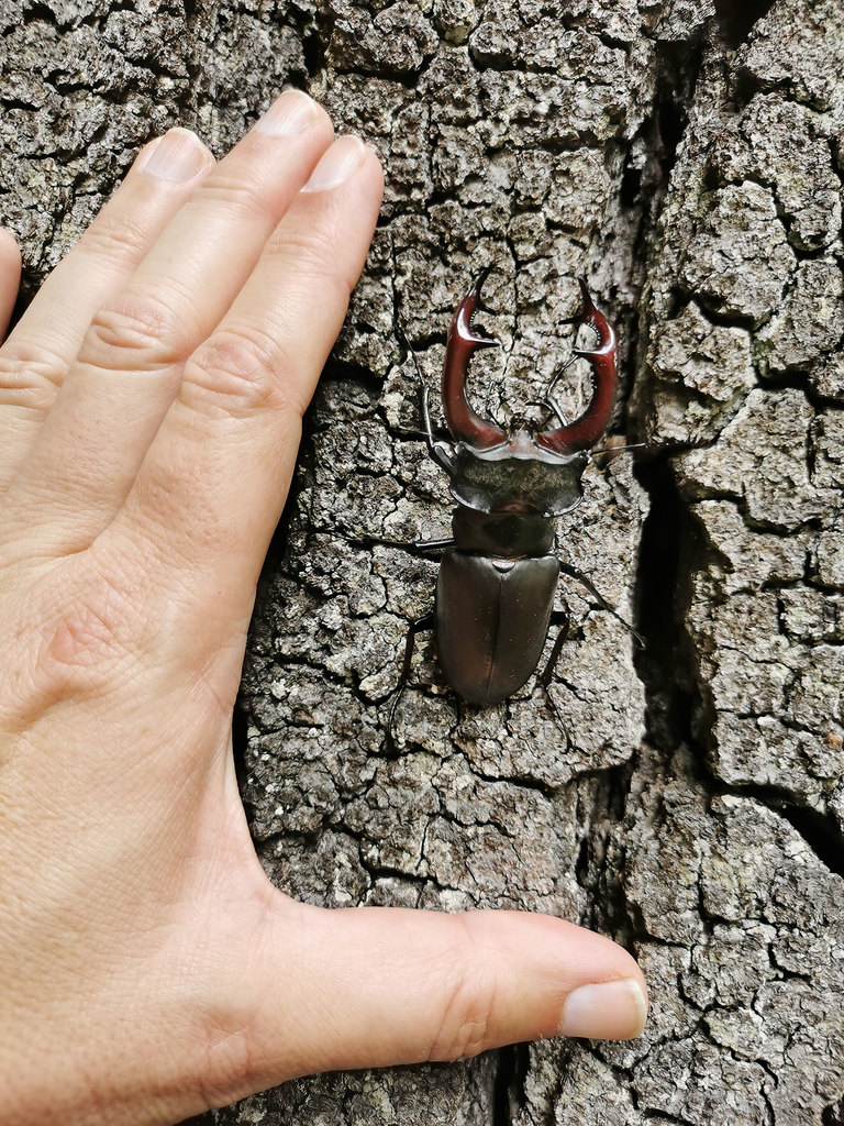 Lucanus cervus