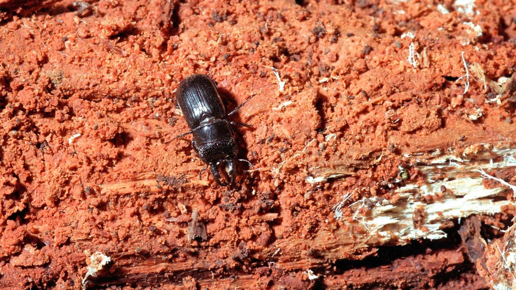 Ceruchus chrysomelinus