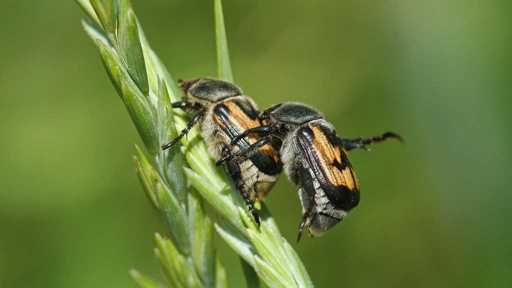 Anisoplia agricola 