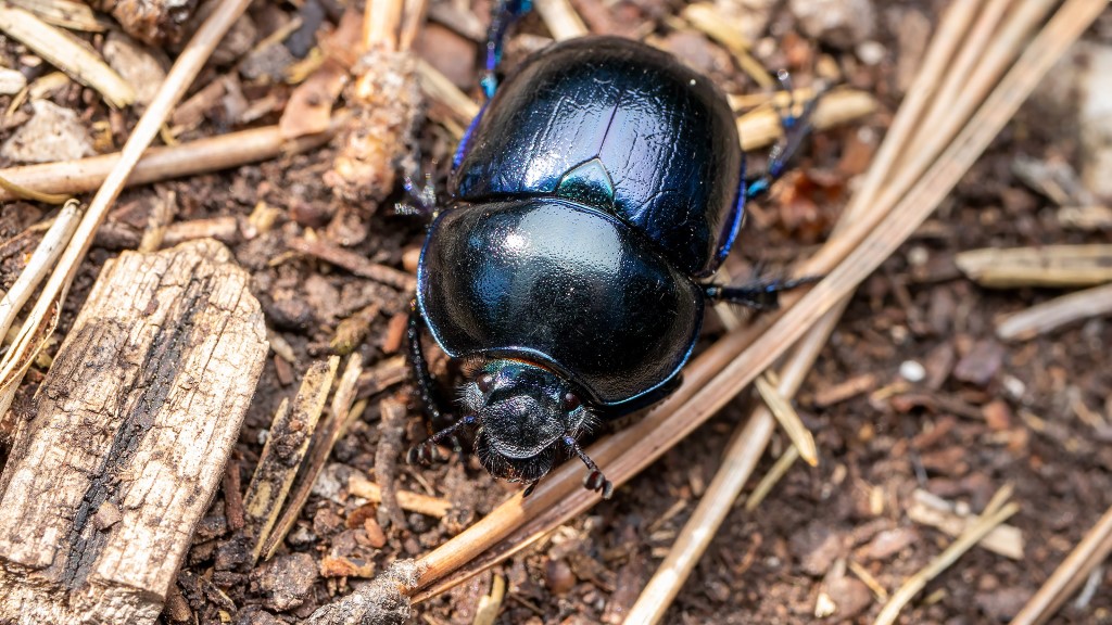 Trypocopris sp.