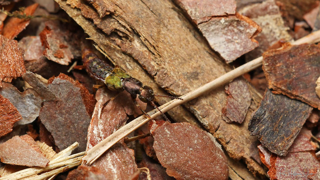 Abemus chloropterus