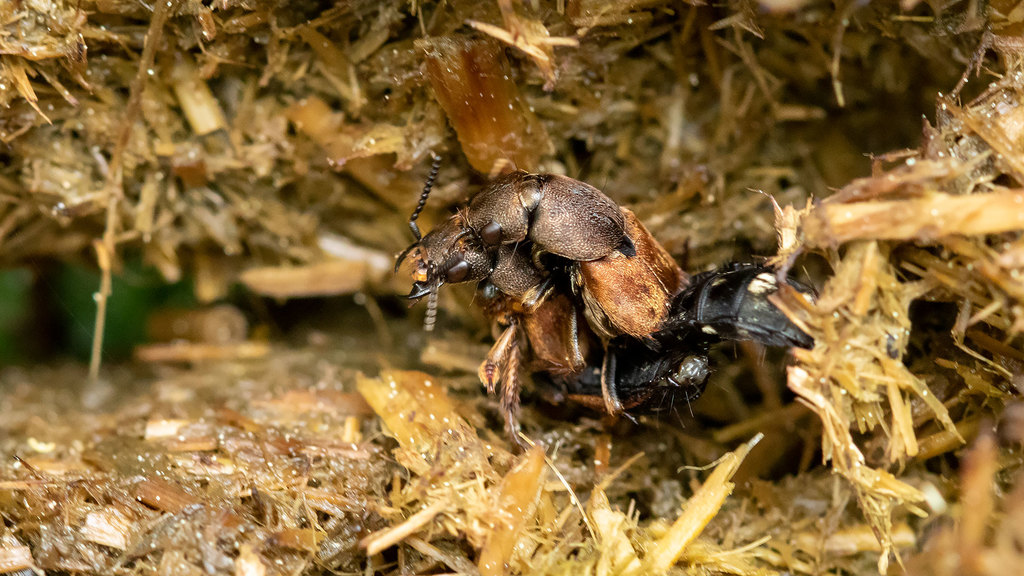 Platydracus chalcocephalus