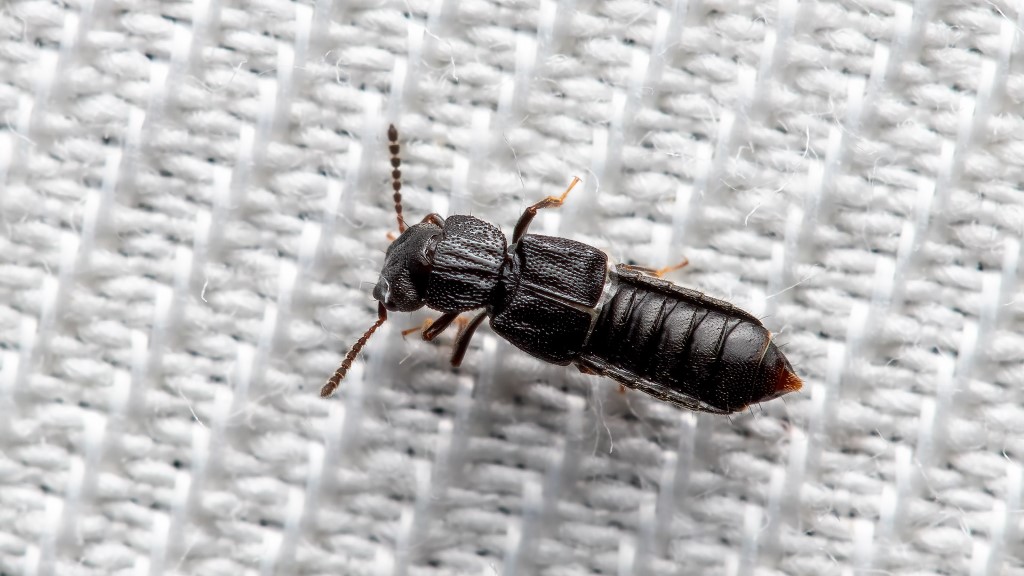 Anotylus_rugosus