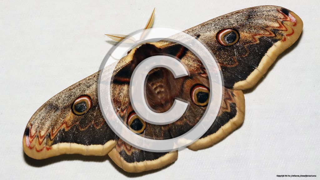 Copyright Notice