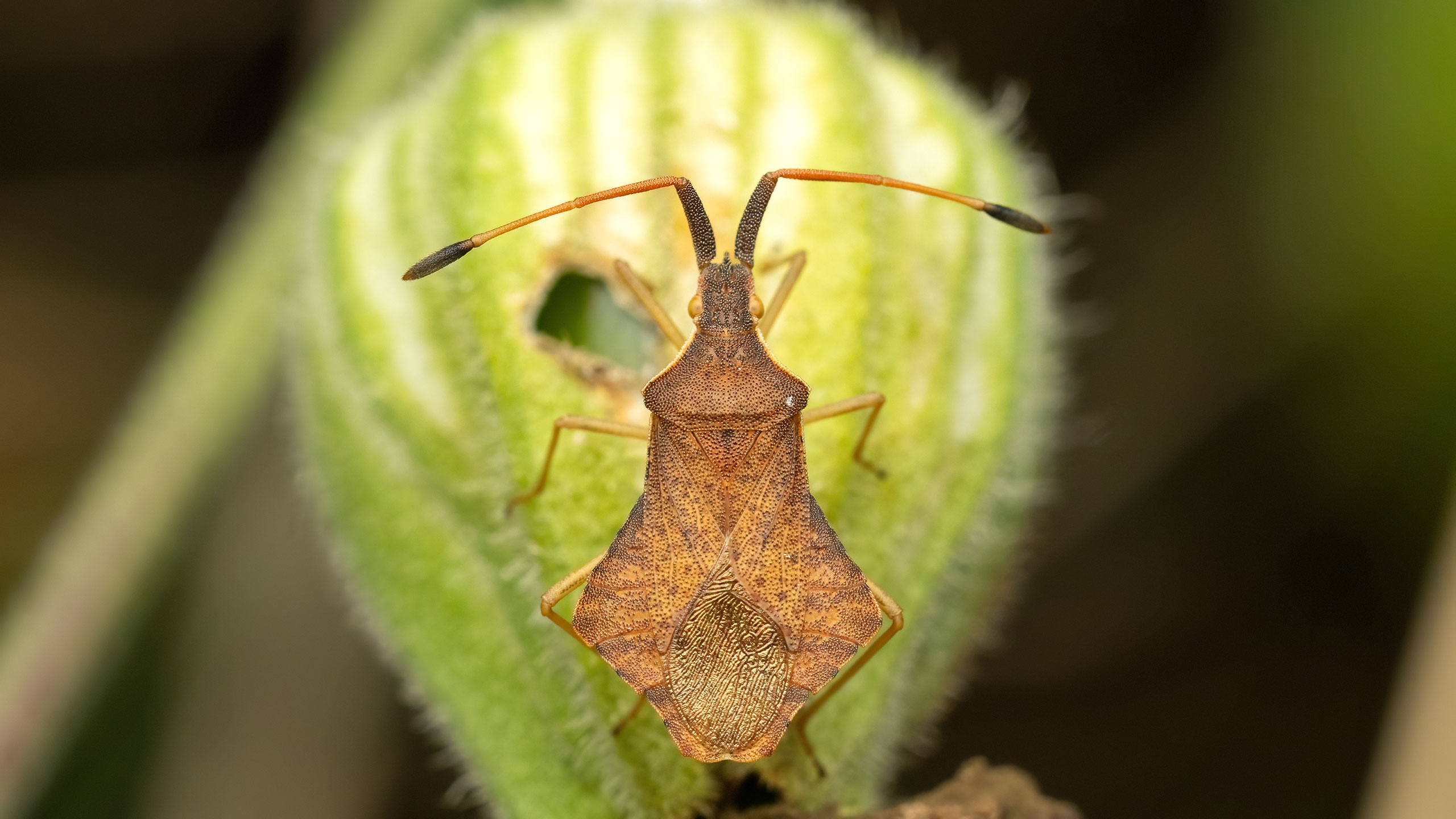 Coreidae Syromastus rhombeus