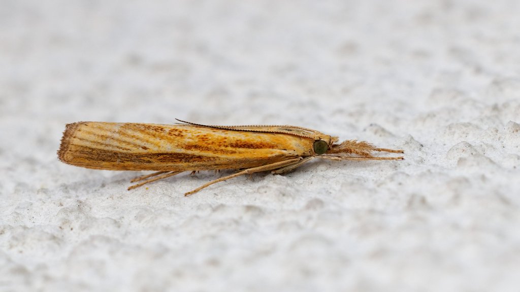 Agriphila sp.
