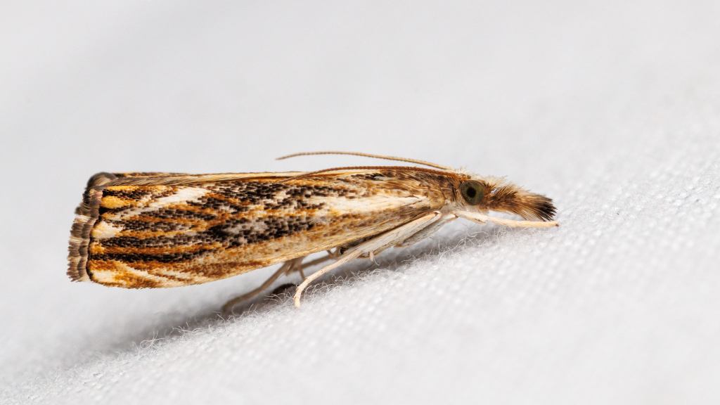 Catoptria verellus