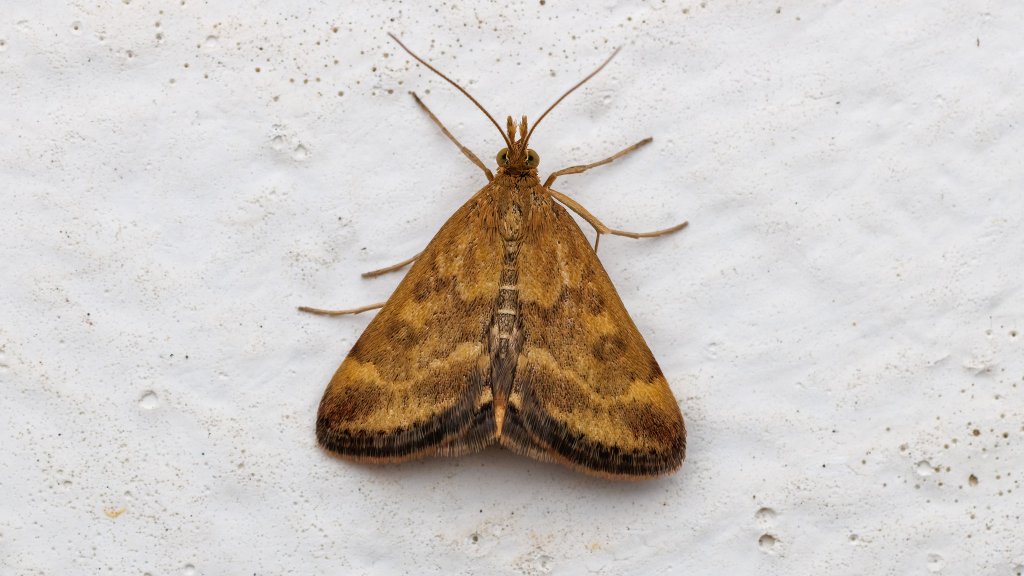 Pyrausta sp.