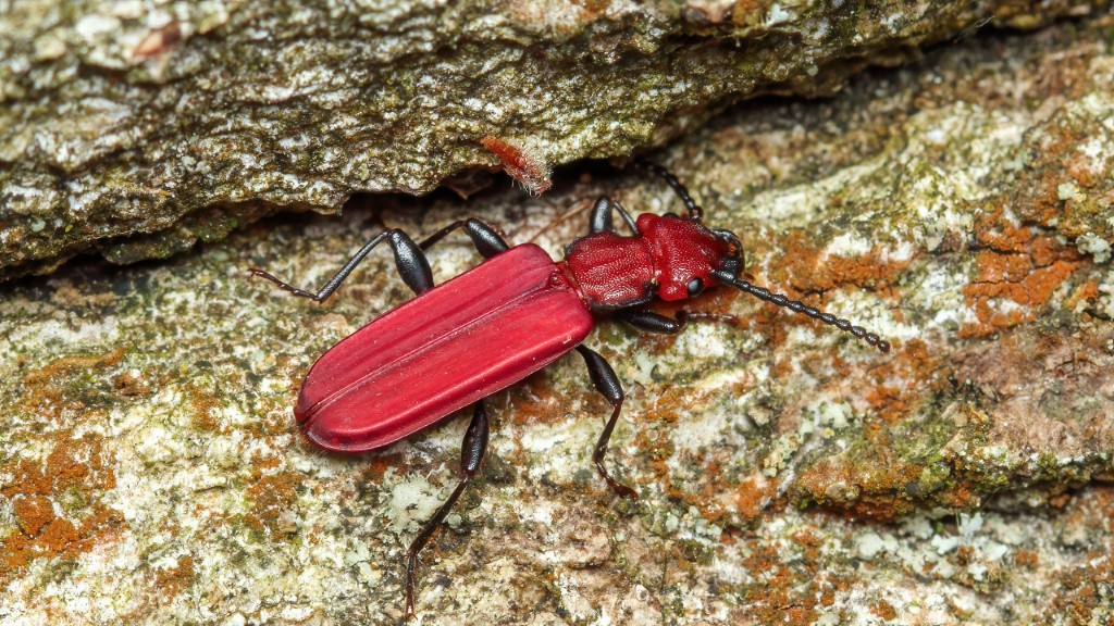 Cucujidae Cucujus cinnaberinus