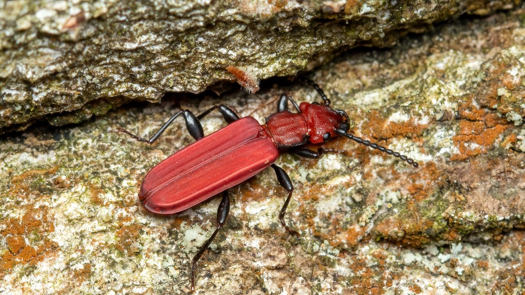 Cucujidae Cucujus cinnaberinus