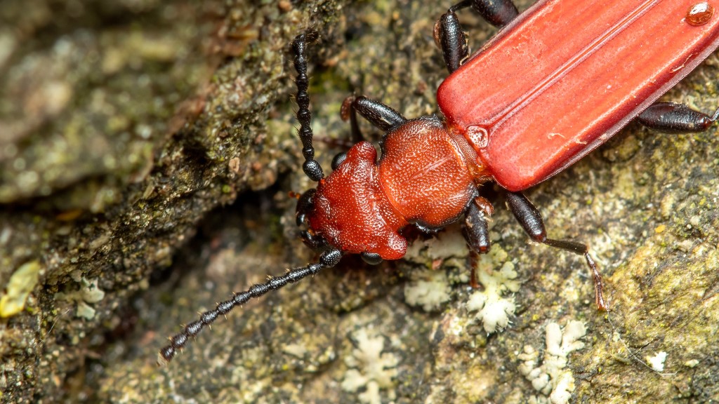 Cucujidae Cucujus cinnaberinus