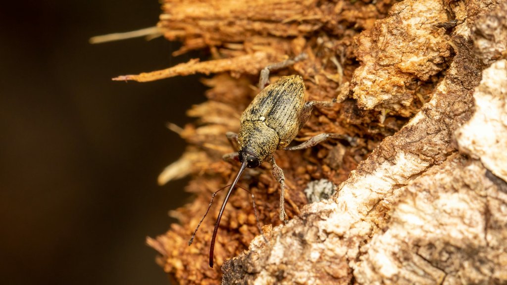 Curculio glandium