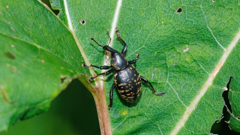 Liparus glabrirostris