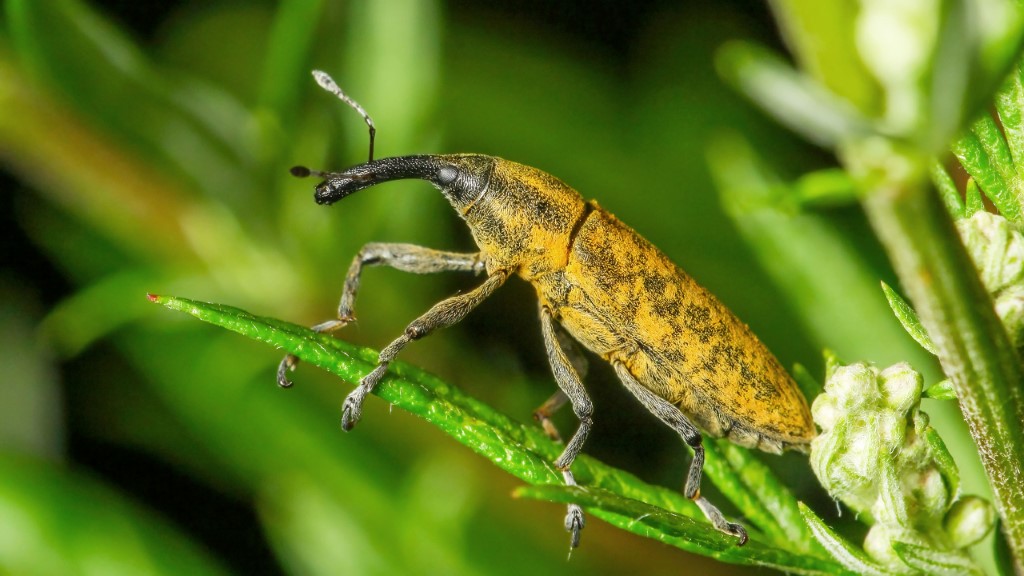 Beetle with long snout, elongated body form. Colors are orange and brown. Snout is black. Legs are gray orange.